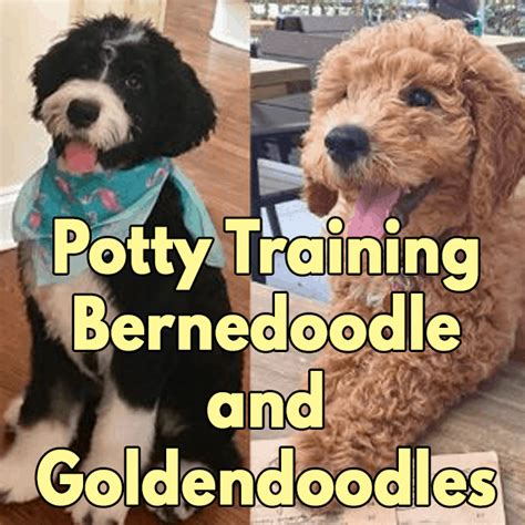 Bernedoodle Puppy Potty Training